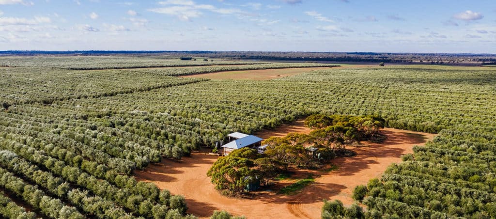 Boundary Bend Olive Grove